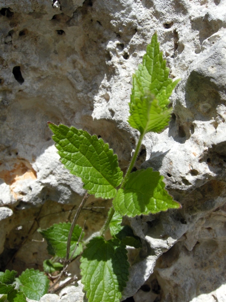 Melittis melissophillum